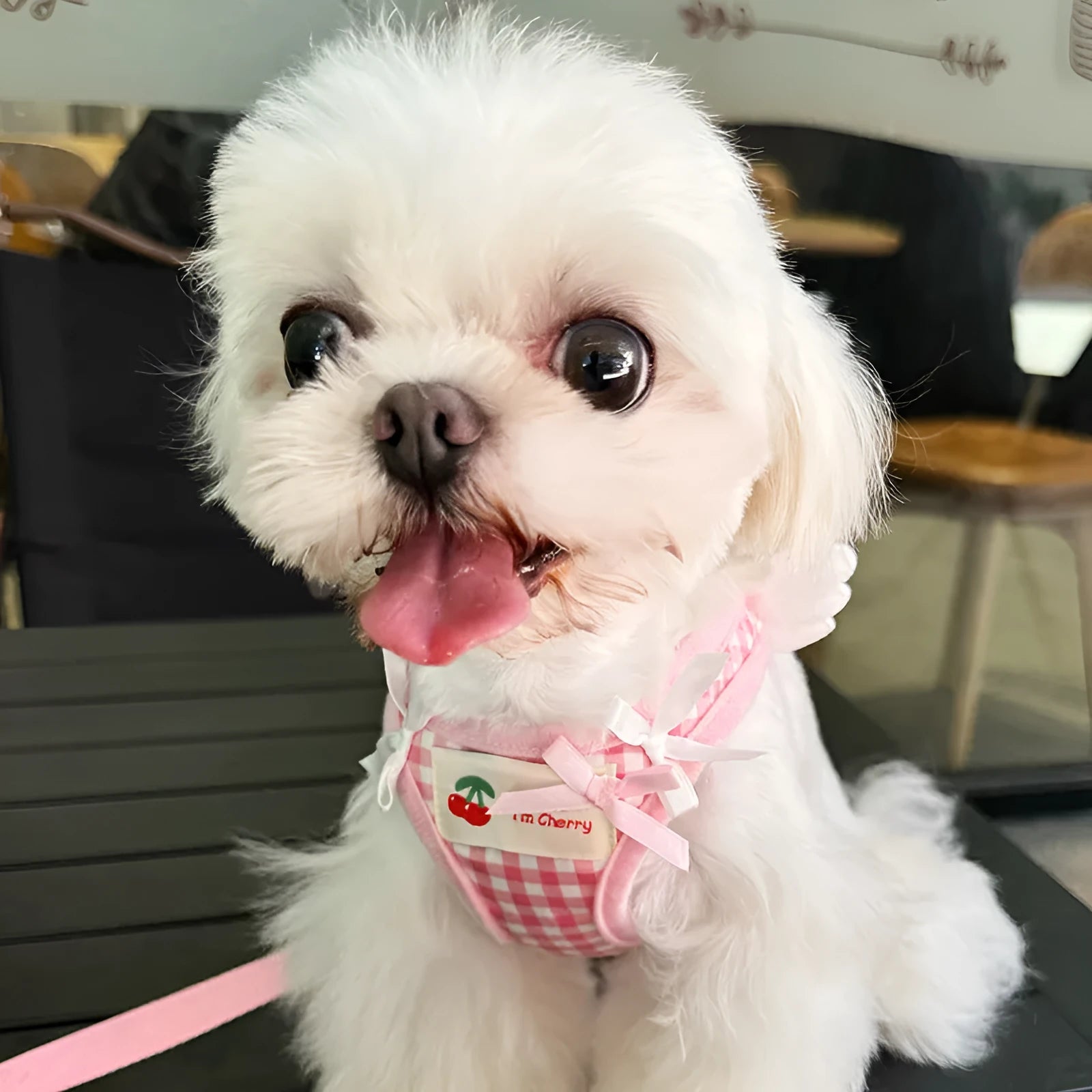 Cotton chest and back hand holding rope harness for small dogs in pink and black colours with size options