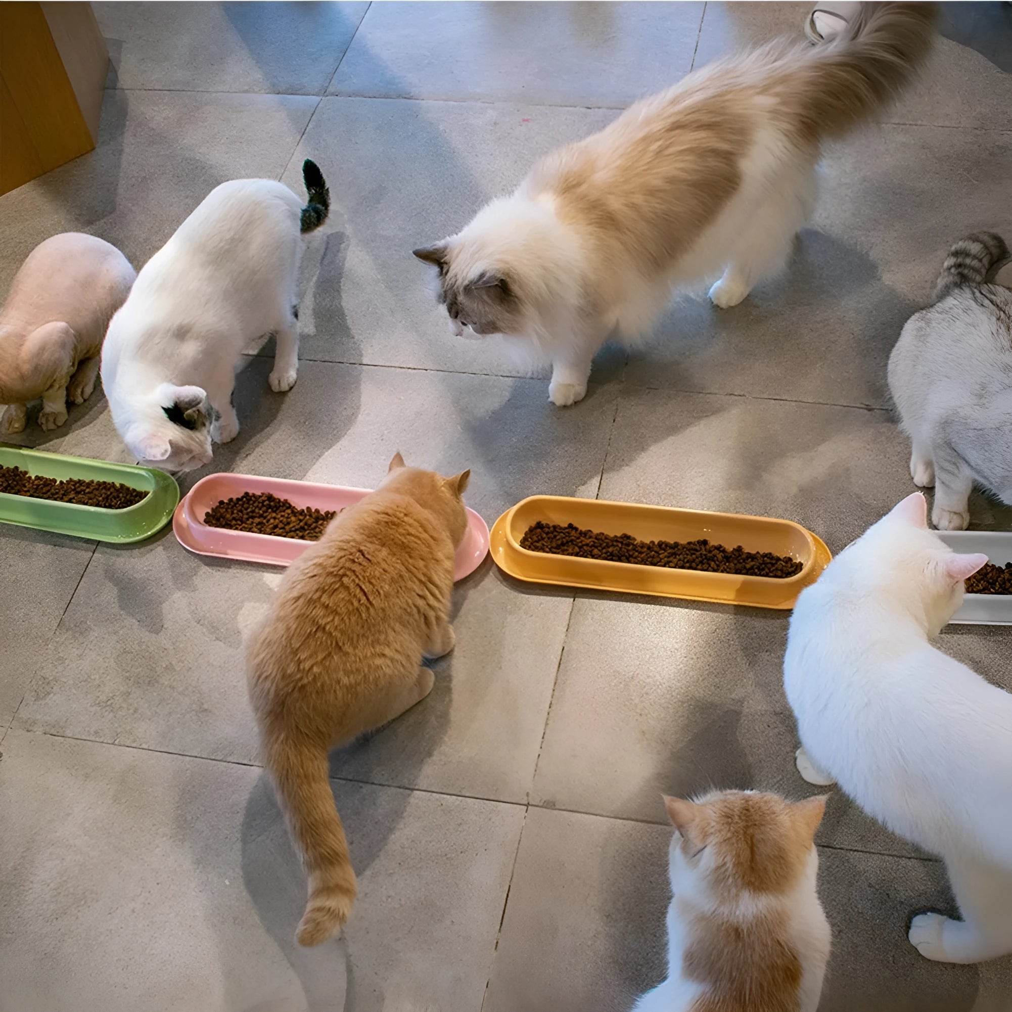 Set of four coloured plastic pet bowls with non-slip rubber bases for cats and dogs.