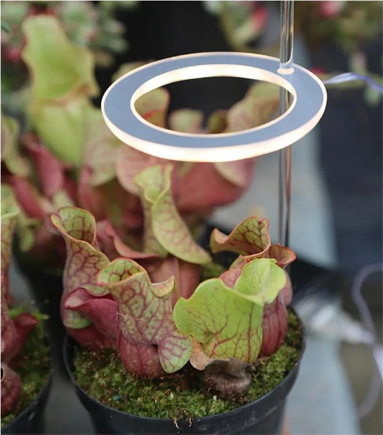 USB-powered LED grow light for plants with acrylic mounting stick in pink/white colour