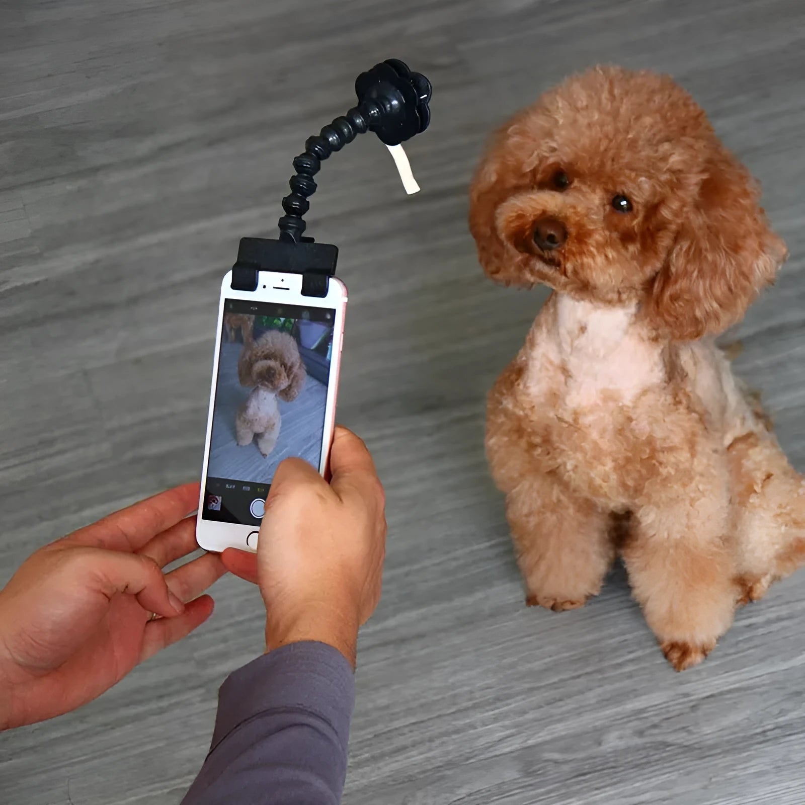 Black and white pet selfie stick with square clip and flower attachment for mobile phone photography