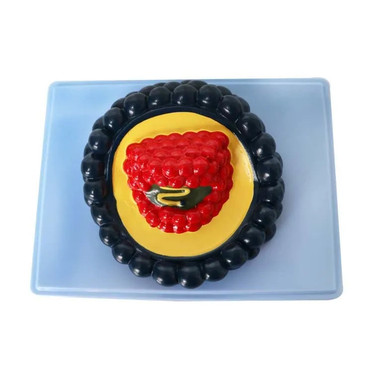 PVC virus biological model 20×15×7 cm for science education demonstration