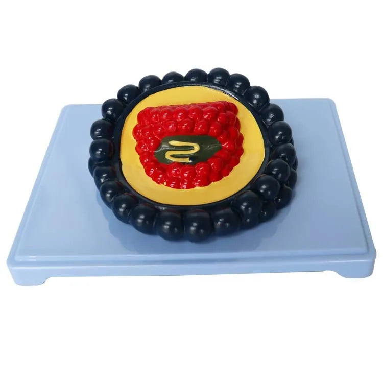 PVC virus biological model 20×15×7 cm for science education demonstration
