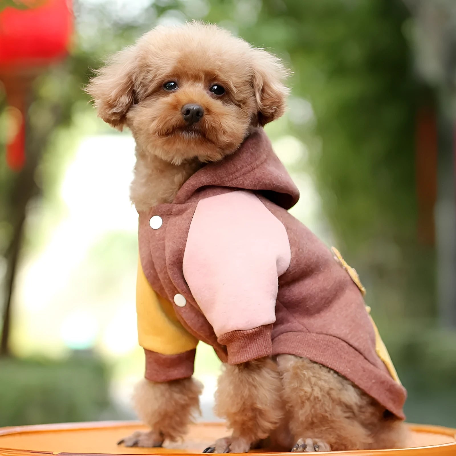 Cotton pet sweatshirt for dogs and cats in brown, green, and pink colours