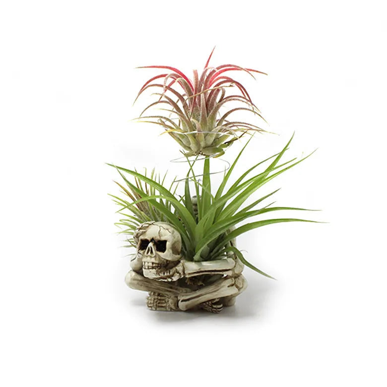 Resin Gothic skull bracket holding Tillandsia air plant with iron component, measuring 7x8x12.5cm