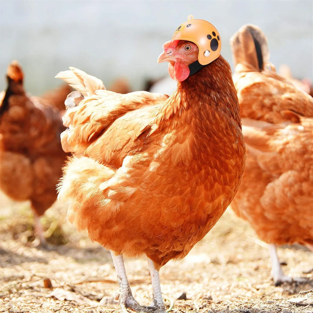 Small hard plastic helmet for chicken or bird with elastic straps and sponge lining.