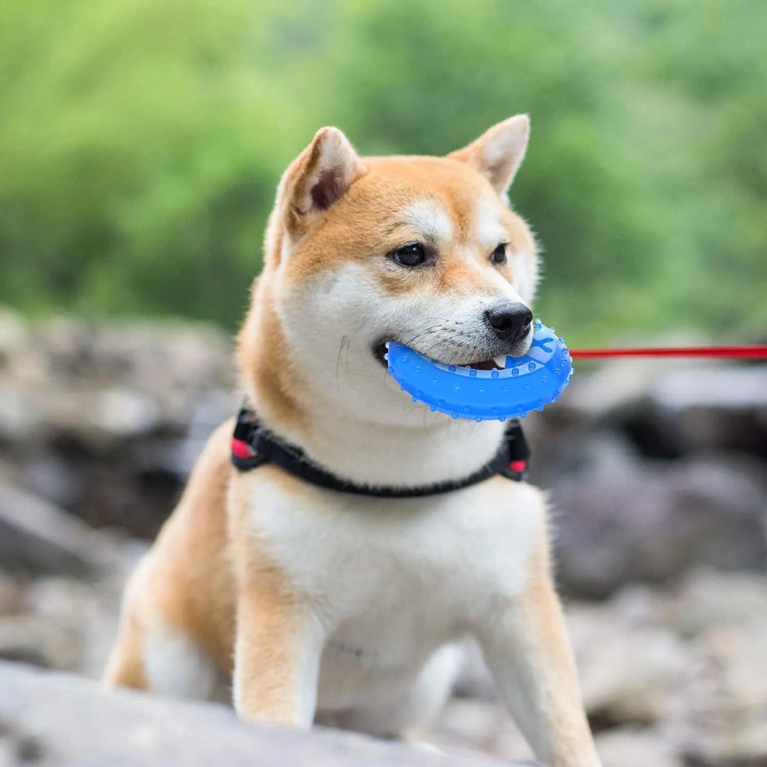 Freezable cooling chew toy for dogs and puppies in bone and circle shapes