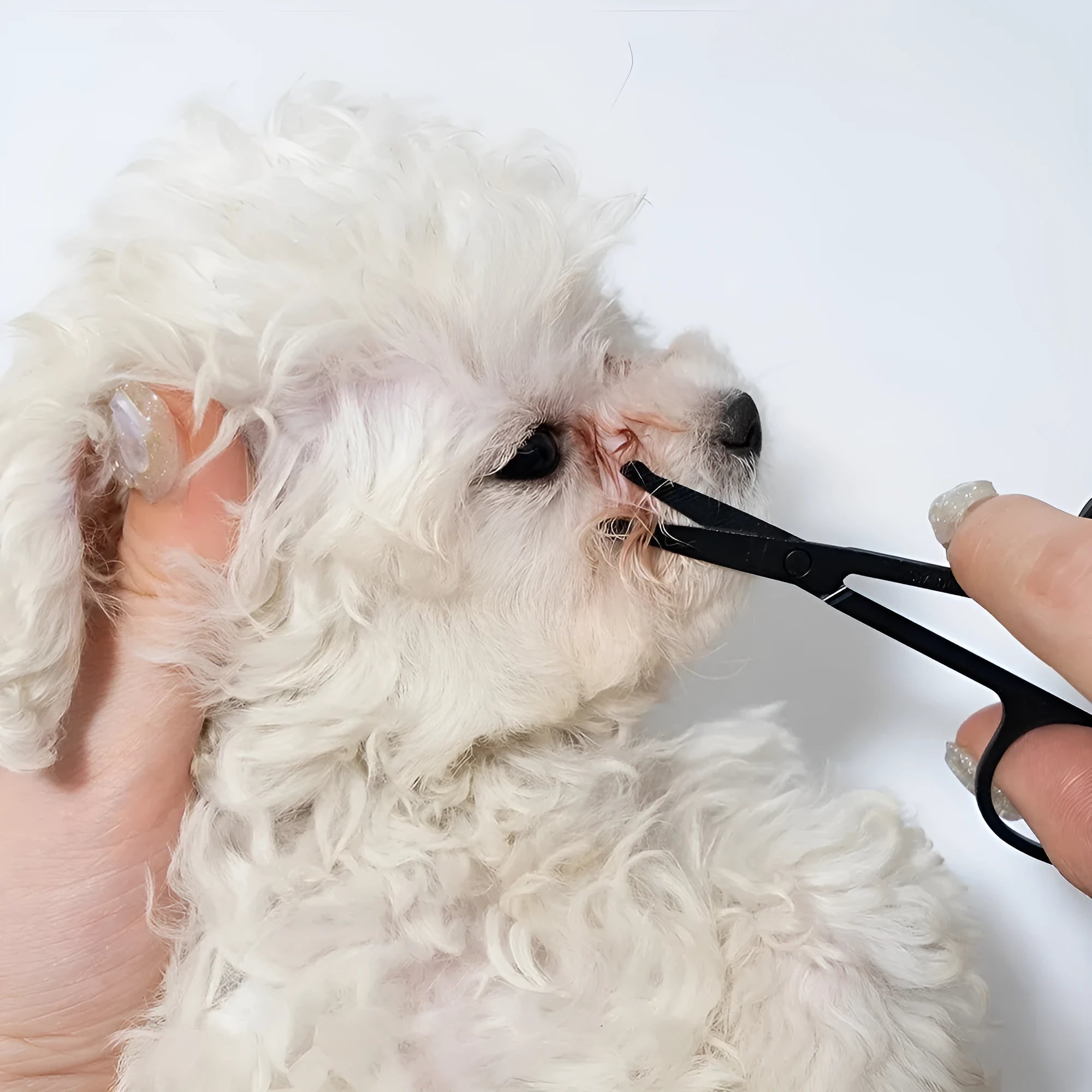 Black dual-head pet grooming brush with soft bristles and a comb, featuring an ambidextrous handle.