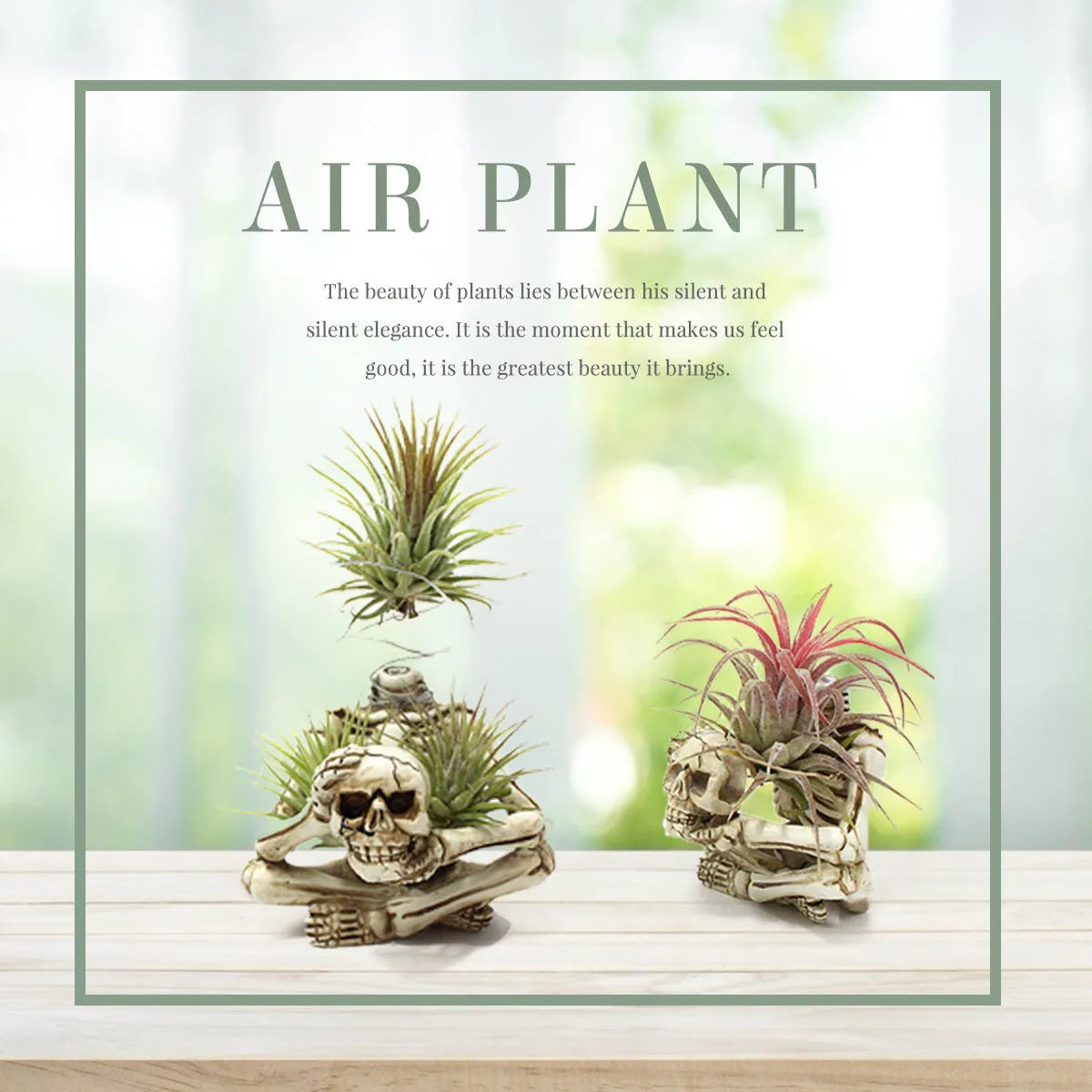 Resin Gothic skull bracket holding Tillandsia air plant with iron component, measuring 7x8x12.5cm