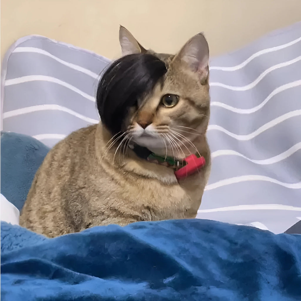 Black imitation braid cat wig with fox tail style design for pet dressing up