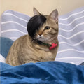 Black imitation braid cat wig with fox tail style design for pet dressing up