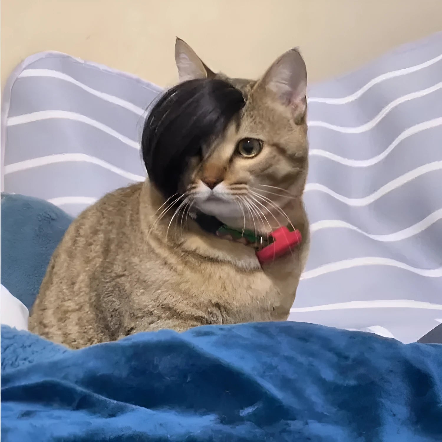 Black imitation braid cat wig with fox tail style design for pet dressing up
