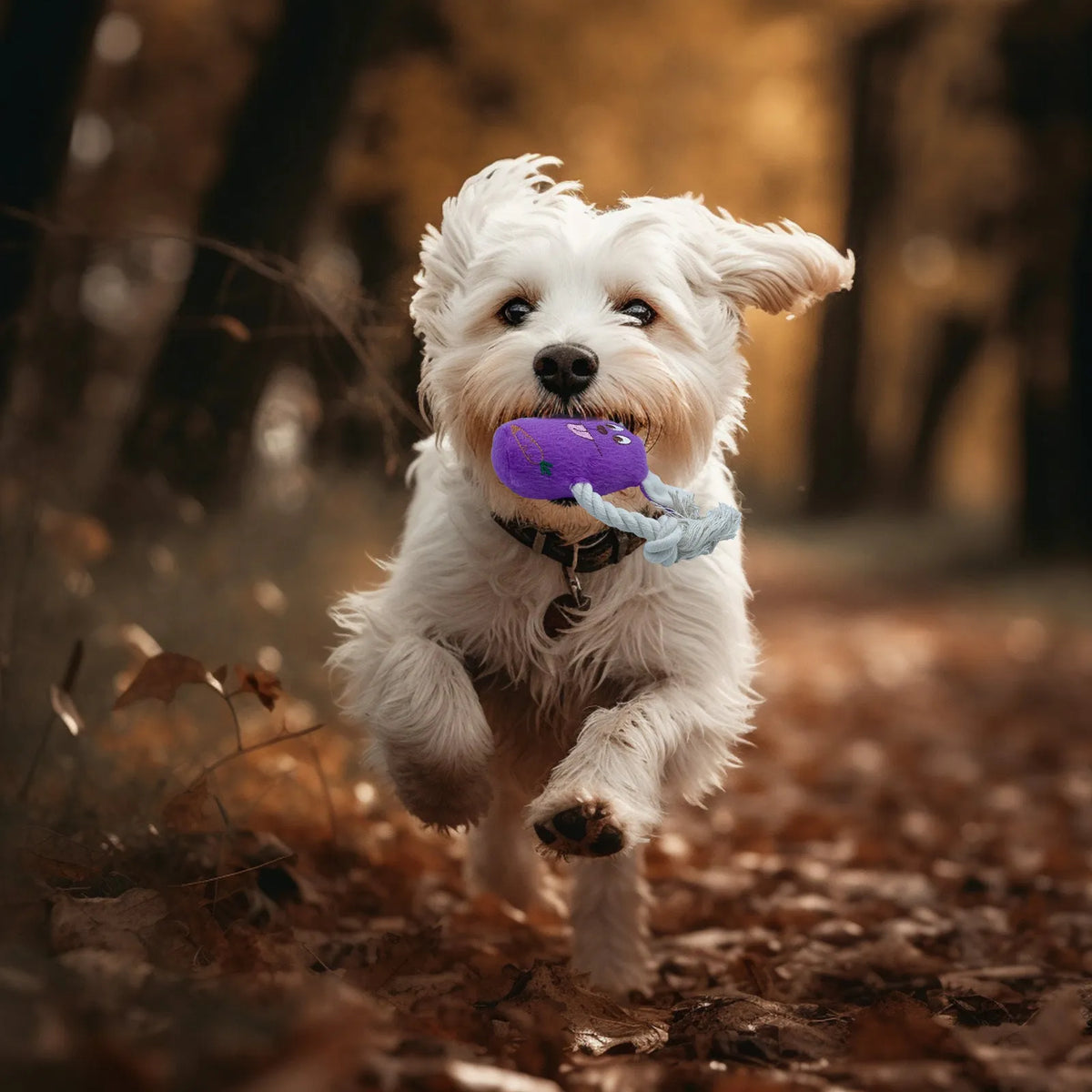 Soft teddy bear dog toy with squeaker and bone accessory in blue, green, and pink colours