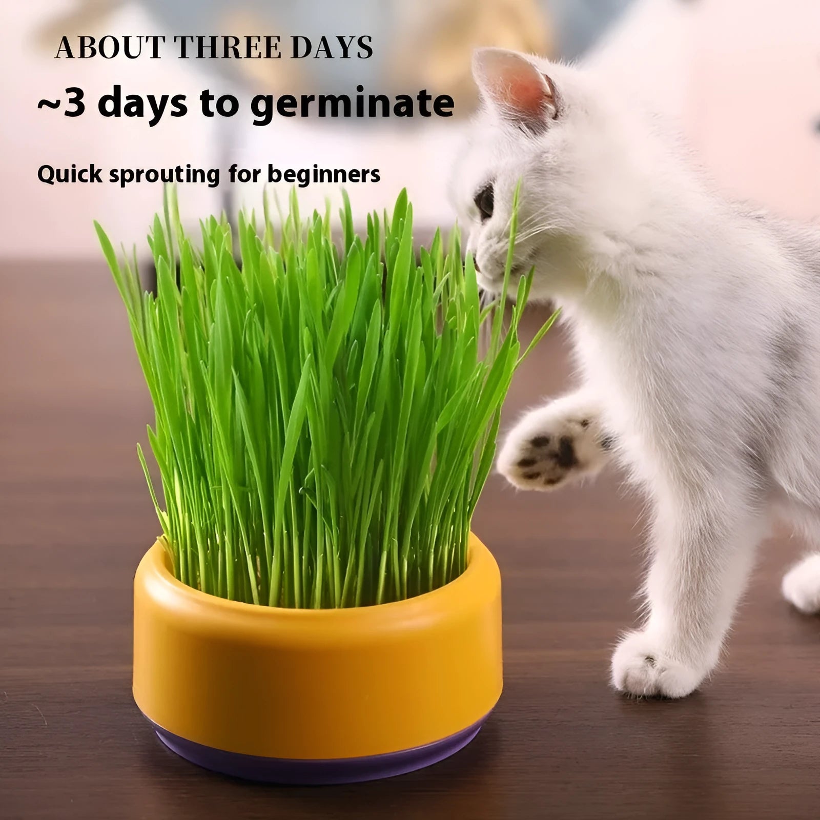 Blue, green, and yellow pots of hydroponically grown cat grass with seed packets.