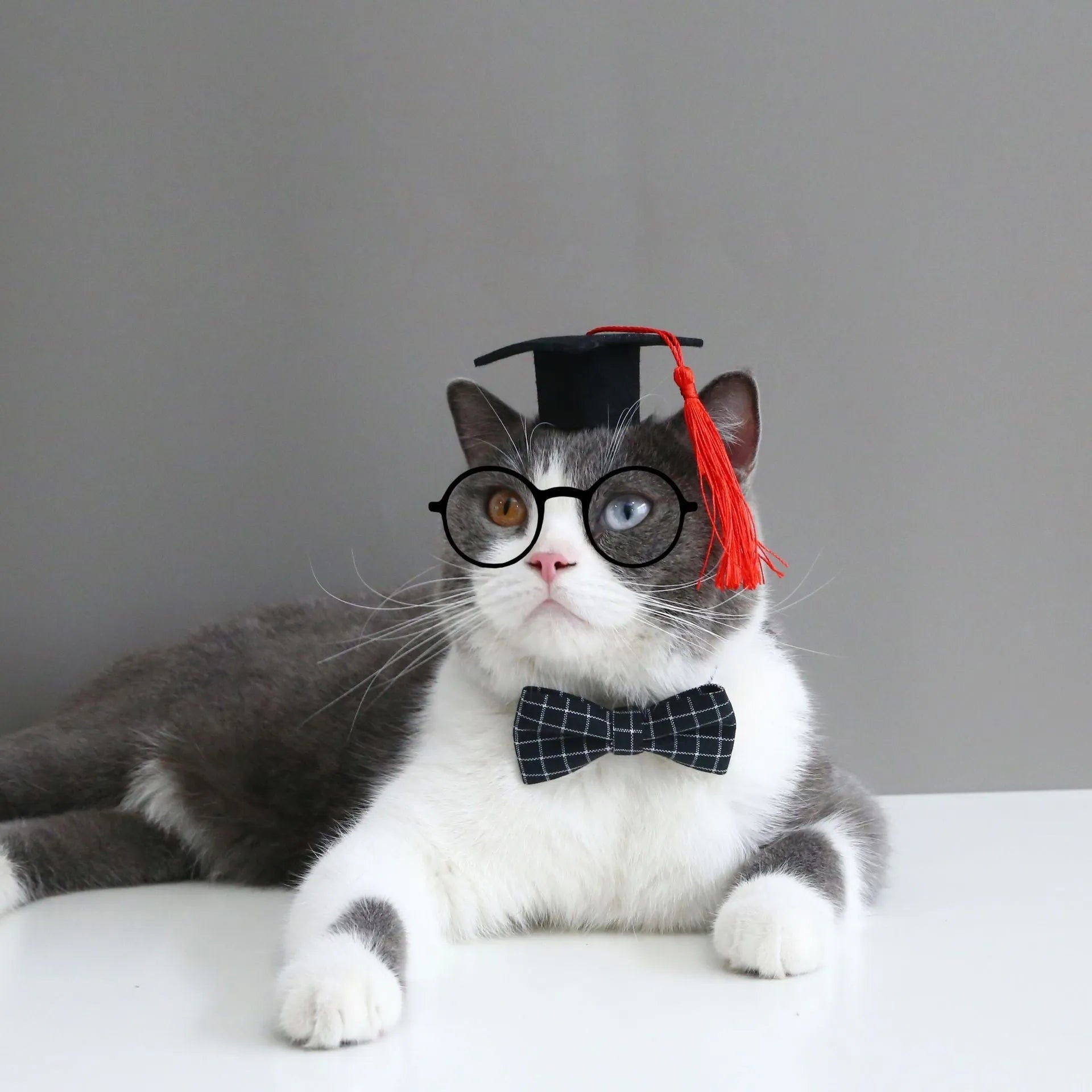 British-style woolen felt pet hair band and matching bow tie set for small to medium pets