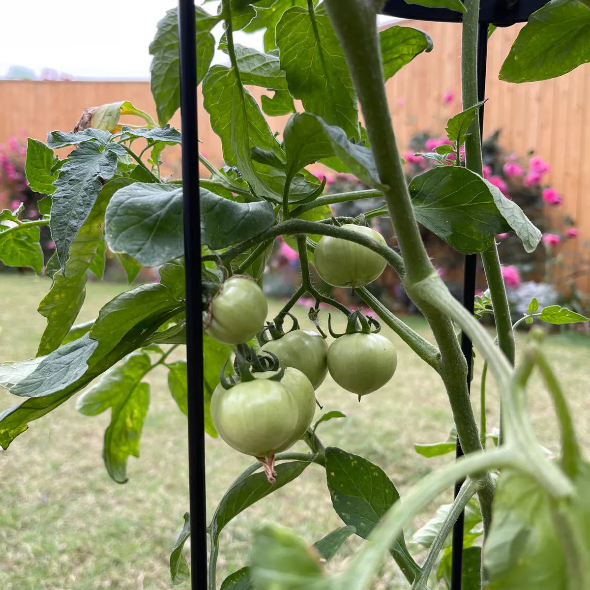 Dark green European-style wrought iron plant climbing frame lattice standing on floor.