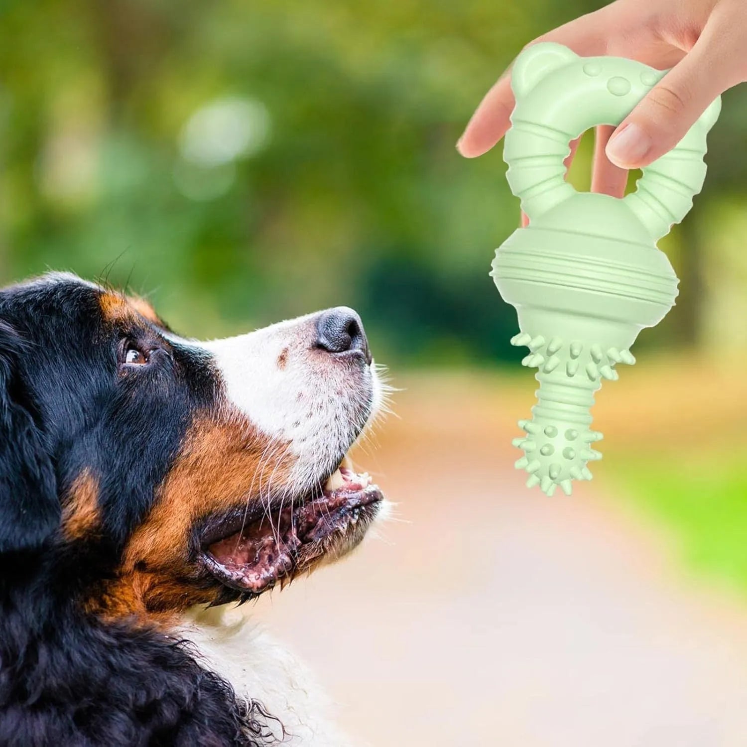 Blue rubber molar-shaped dog chew toy with textured surface and bell inside, for large breeds.
