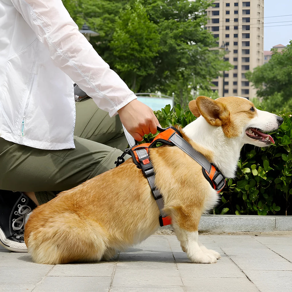 Orange polyester dog harness chest strap with hand holding rope, shown on a medium-sized dog.