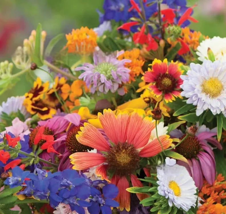 Packet of mixed wildflower seeds for garden planting, includes purpleflower holly leaf.
