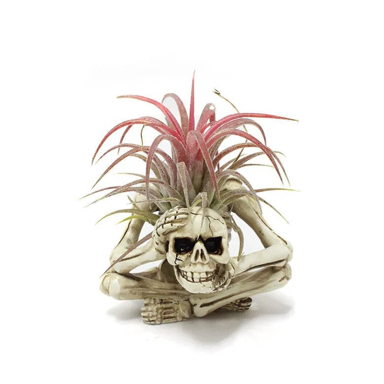 Resin Gothic skull bracket holding Tillandsia air plant with iron component, measuring 7x8x12.5cm