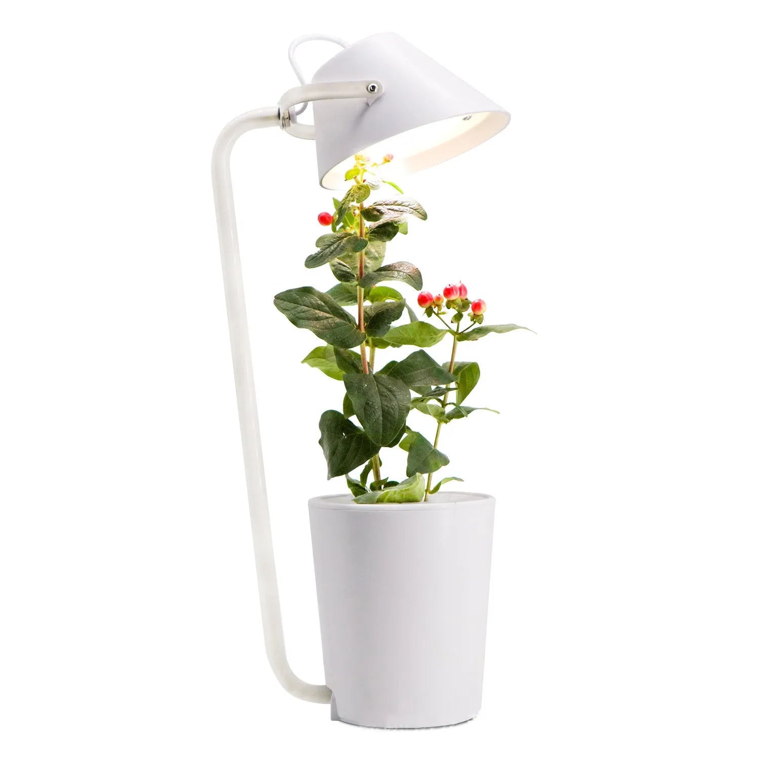 White plastic desktop hydroponic growing container for soilless indoor plant cultivation