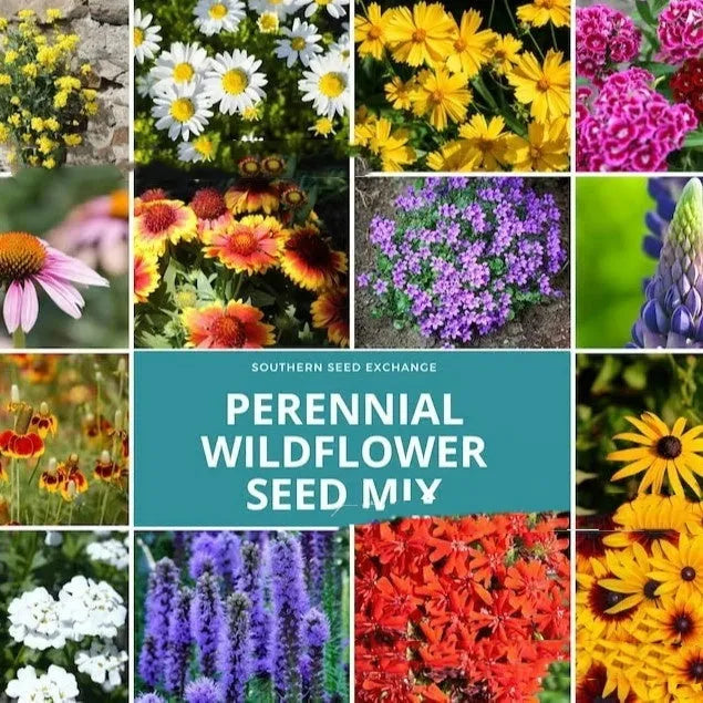 Packet of mixed wildflower seeds for garden planting, includes purpleflower holly leaf.