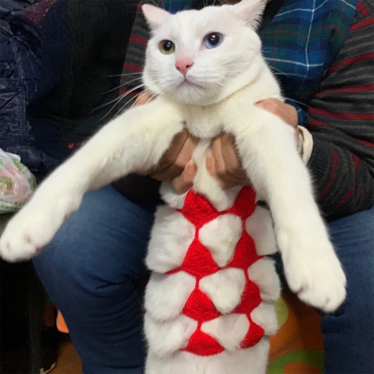 Colourful bikini costume for a cat or small dog on a white background.