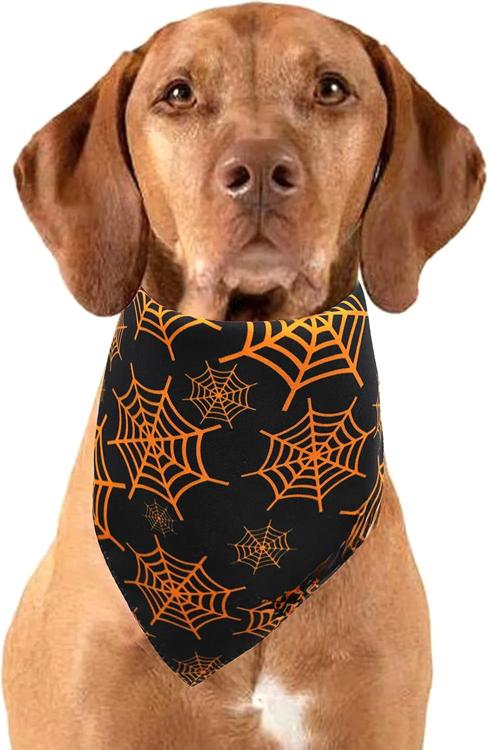 Halloween dog bandana with pumpkin and spider web patterns on reversible black and orange triangle bib