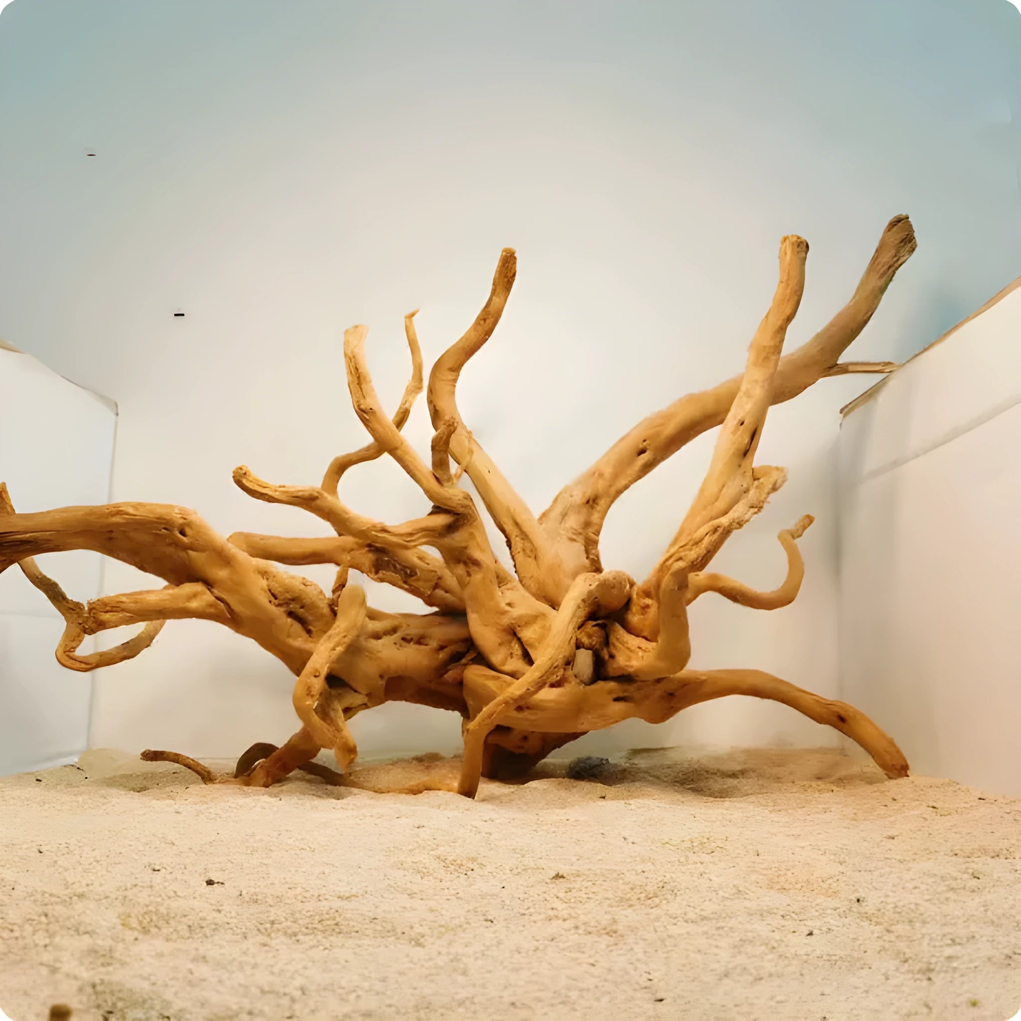 Xiaoqi root natural wood aquarium decoration in various sizes for fish tank scenery
