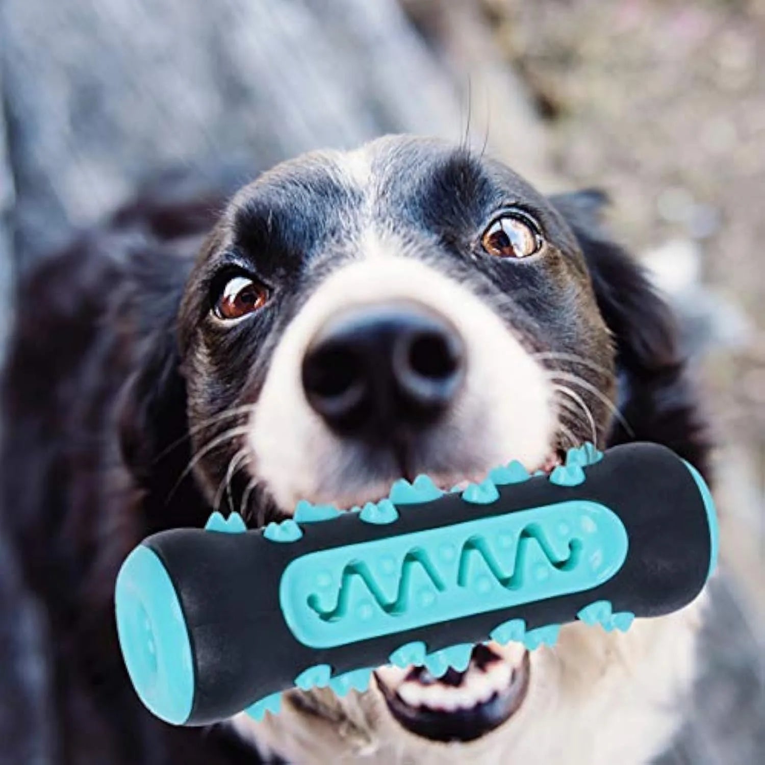 Natural rubber dog dental chew toy in blue colour with textured cleaning ridges