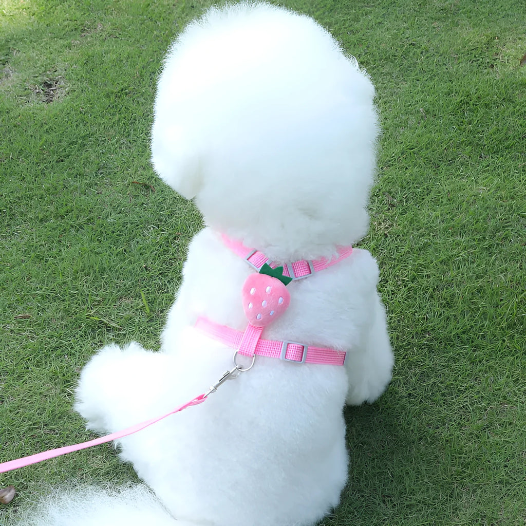 Small dog wearing a green avocado-coloured vest harness with a reflective strip, attached to a hand-held rope.