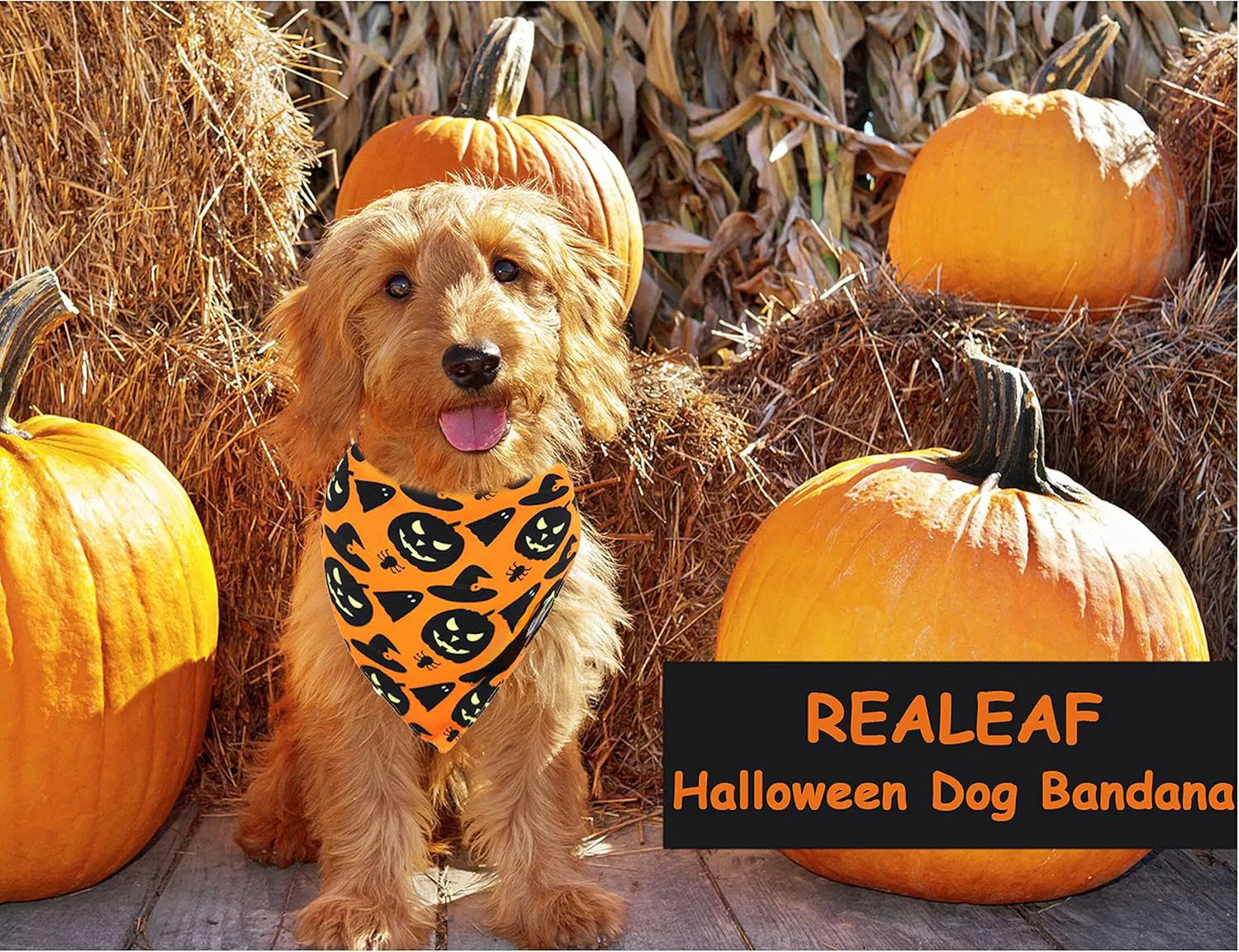 Halloween dog bandana with pumpkin and spider web patterns on reversible black and orange triangle bib
