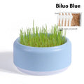 Blue, green, and yellow pots of hydroponically grown cat grass with seed packets.