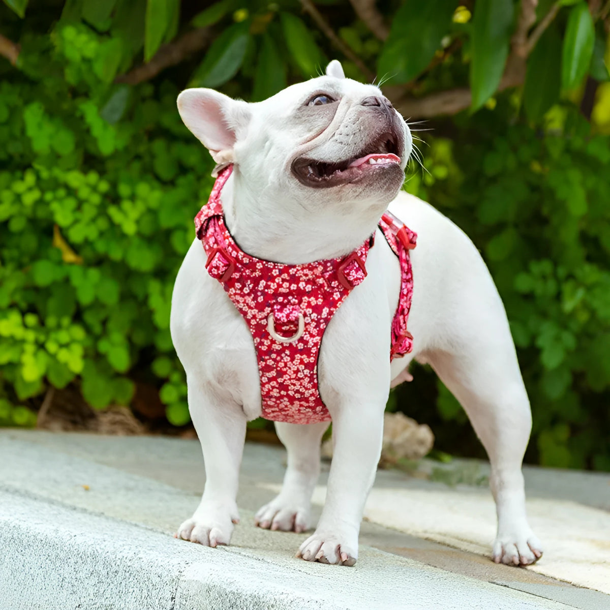 Floral print pure cotton dog harness and lead set with chest strap, shown in red.