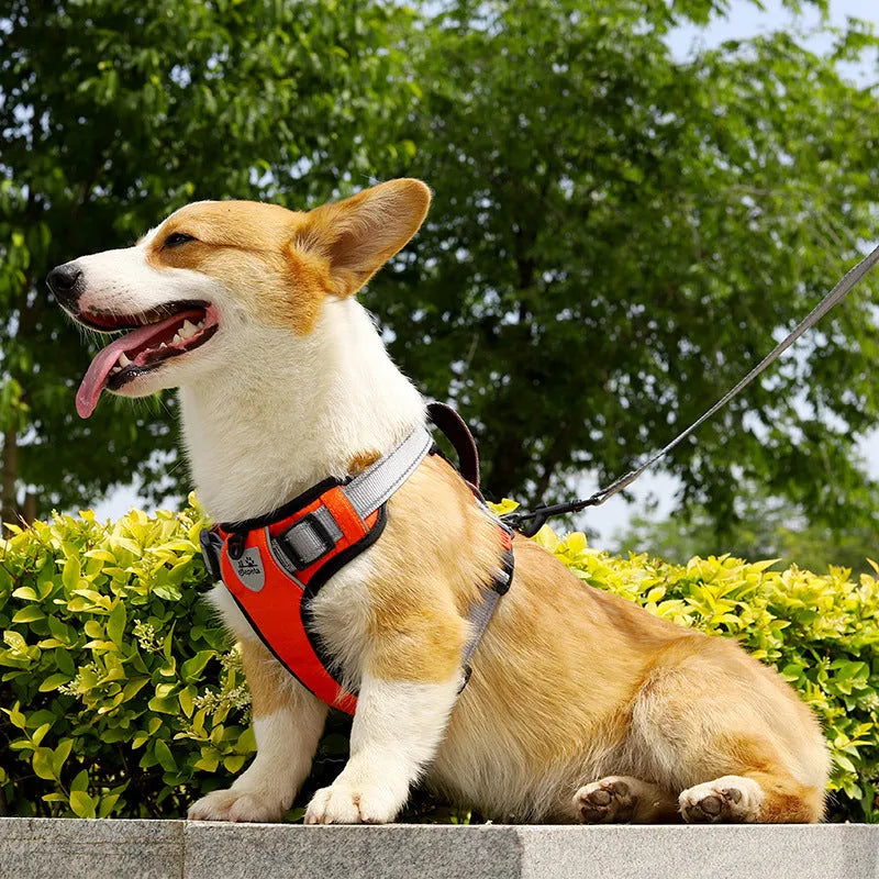 Orange polyester dog harness chest strap with hand holding rope, shown on a medium-sized dog.