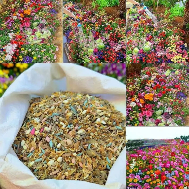 Packet of mixed wildflower seeds for garden planting, includes purpleflower holly leaf.