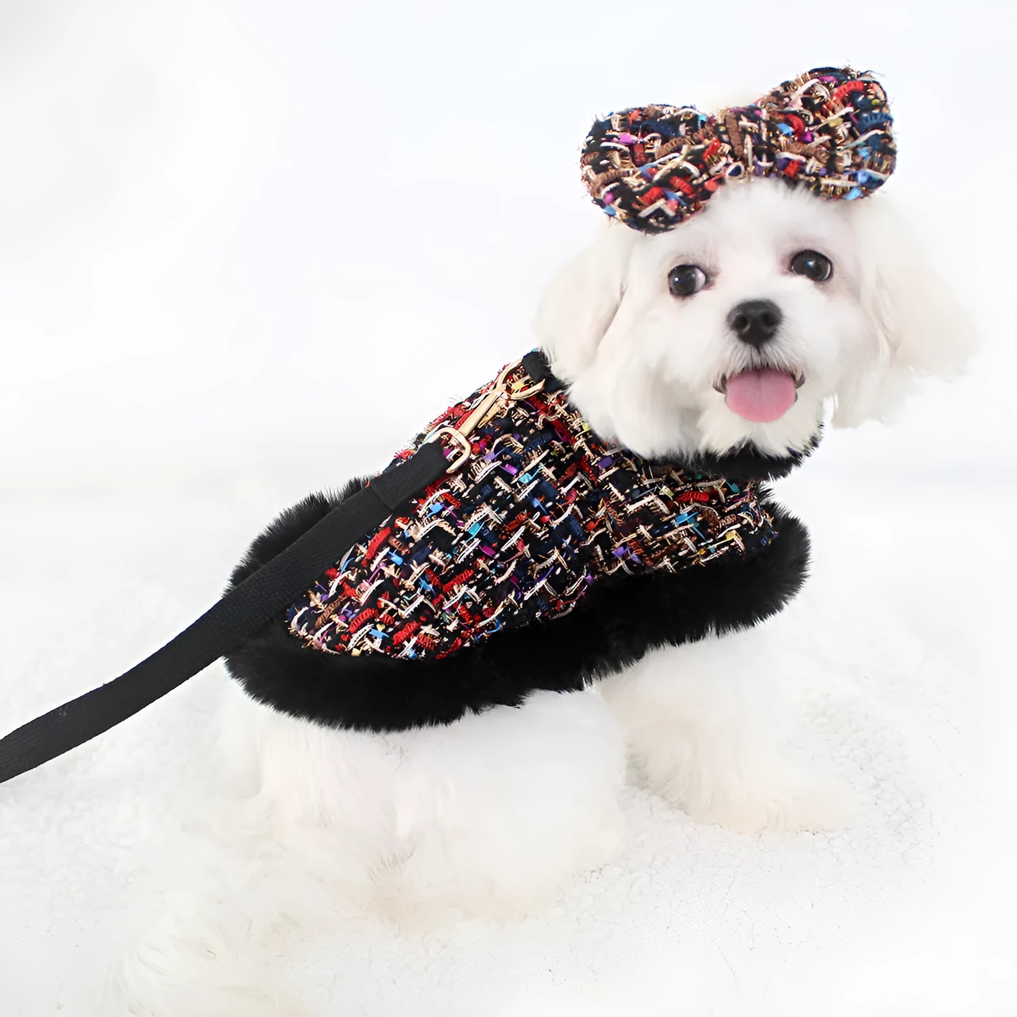 Dog wearing a beret-style cloak attached to a cloth chest strap harness with a hand-held rope.