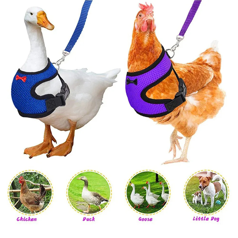 Poultry chicken vest and hen belt harness set with collars, bow, and traction rope for pet ducks.