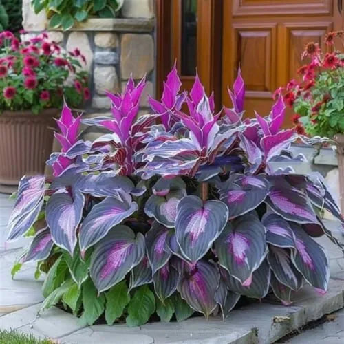 OPP package containing 50 coloured leaves jade barrettes seed pellets for potted gardening
