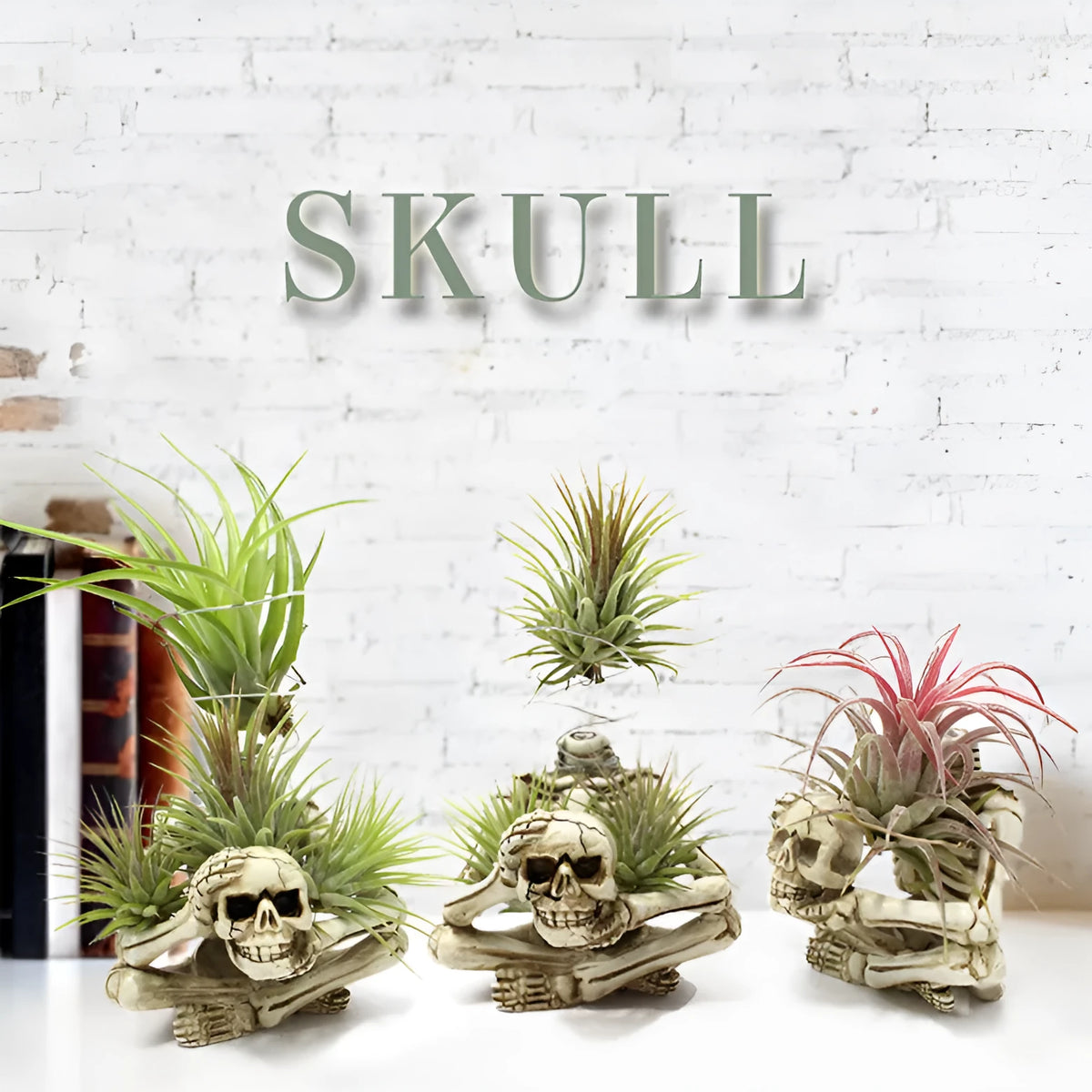 Resin Gothic skull bracket holding Tillandsia air plant with iron component, measuring 7x8x12.5cm
