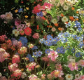 Packet of mixed wildflower seeds for garden planting, includes purpleflower holly leaf.