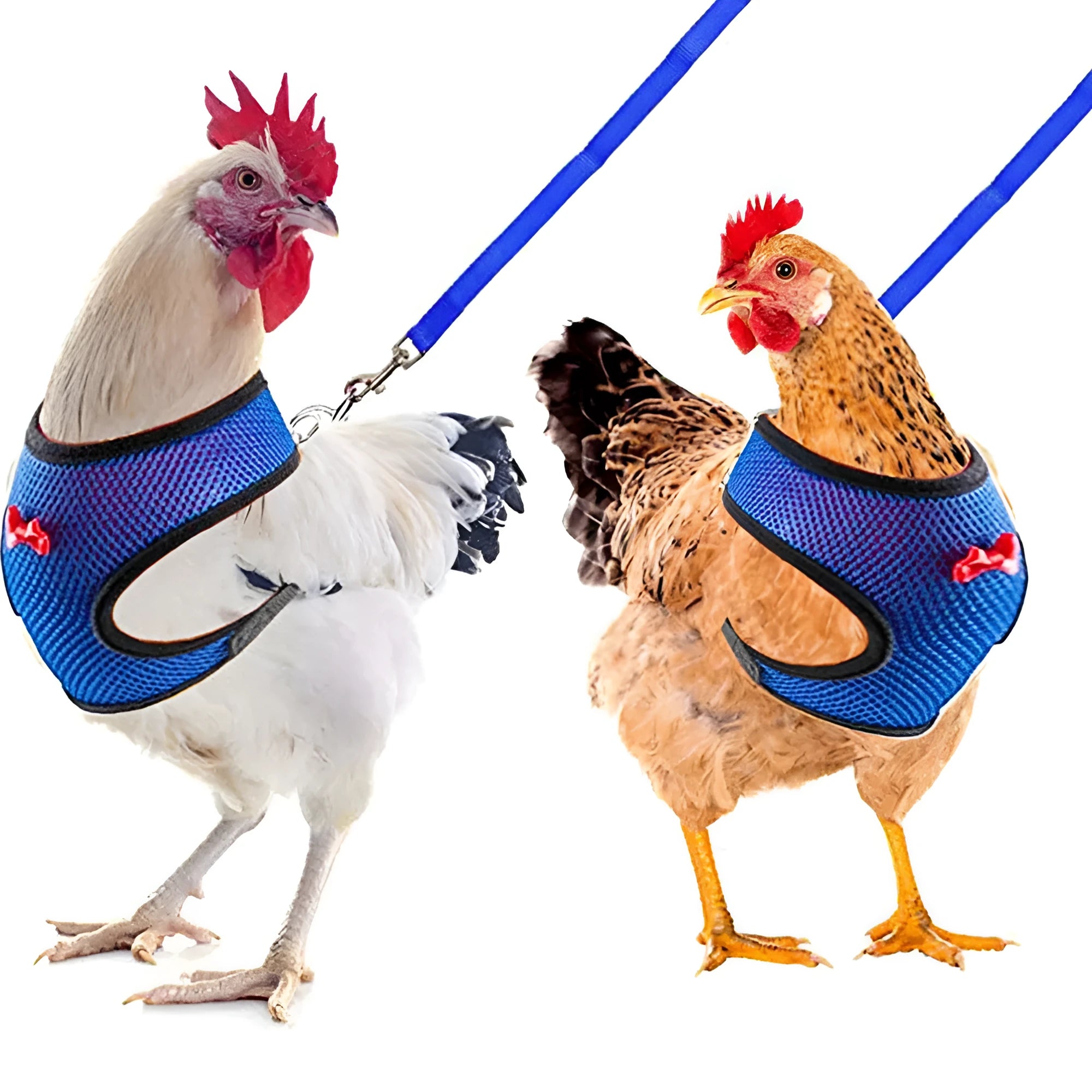 Poultry chicken vest and hen belt harness set with collars, bow, and traction rope for pet ducks.
