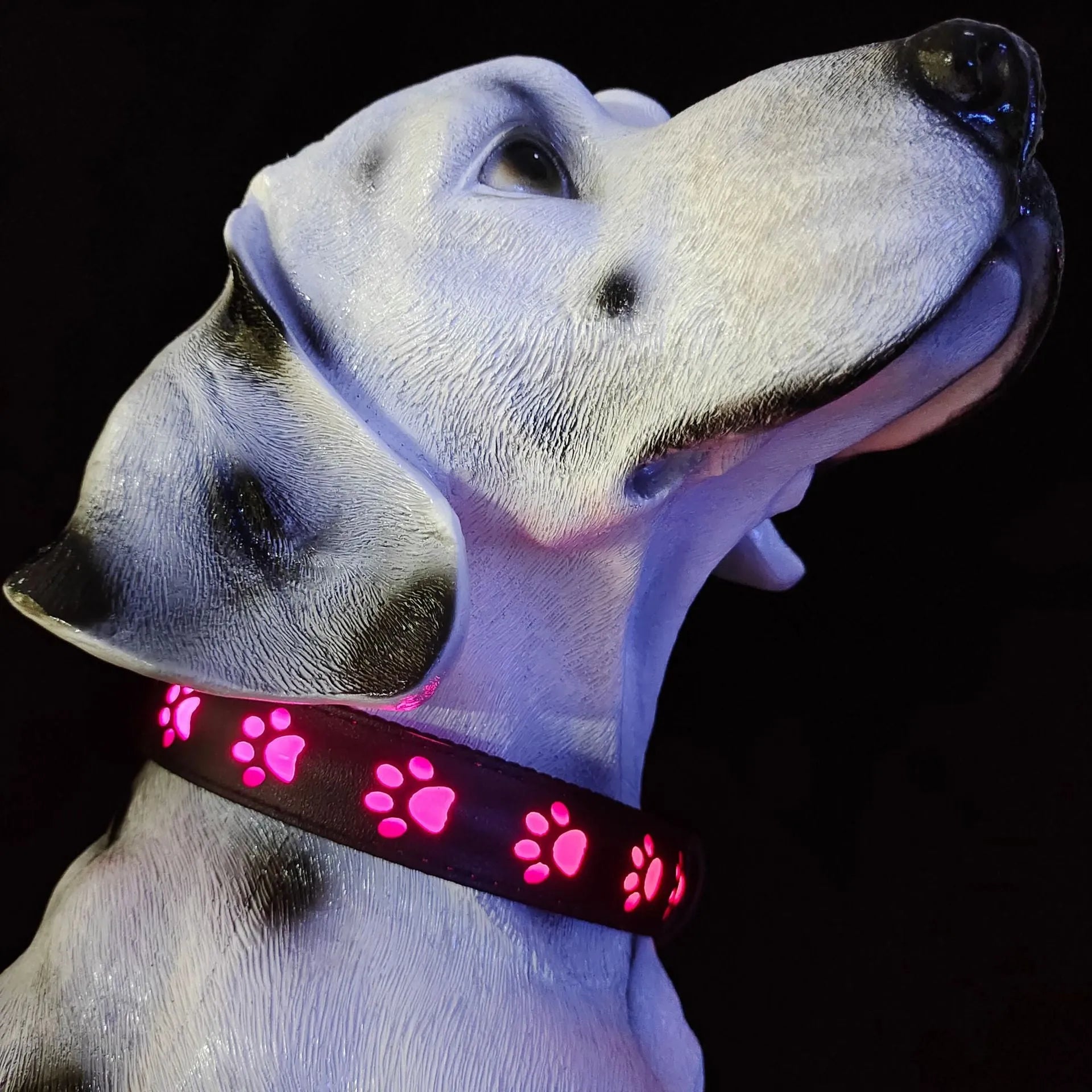 LED luminous pet collar with dog paw printing showing seven different colour modes on a dark background.
