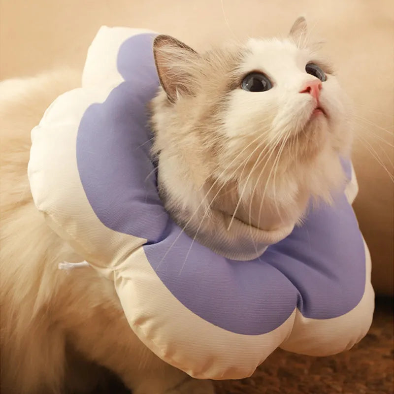 A soft blue cotton collar with flower print, fastened around a cat's neck as a protective recovery cone.