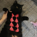 Colourful bikini costume for a cat or small dog on a white background.