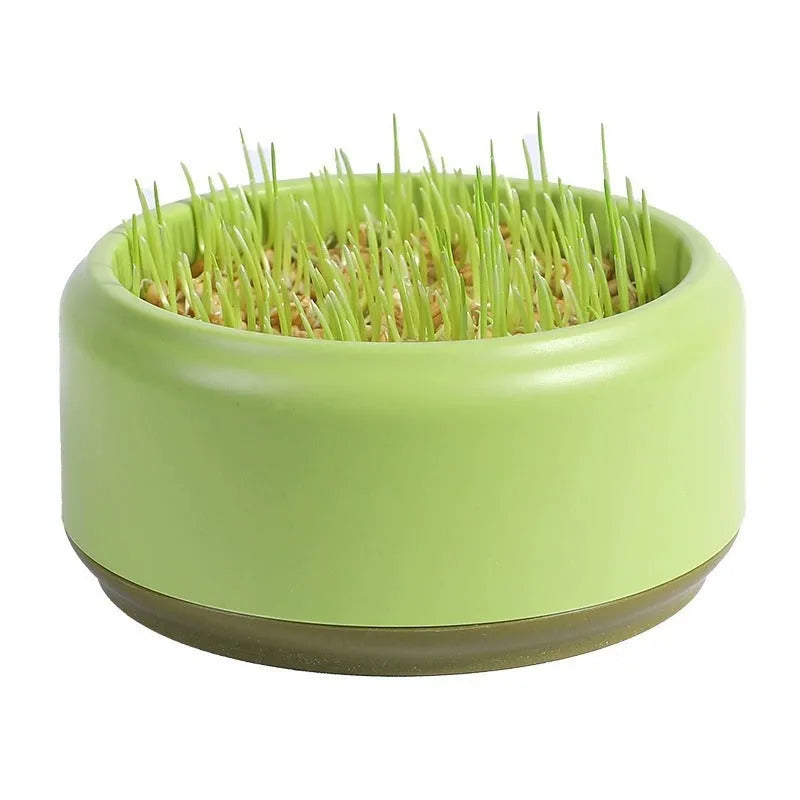 Blue, green, and yellow pots of hydroponically grown cat grass with seed packets.
