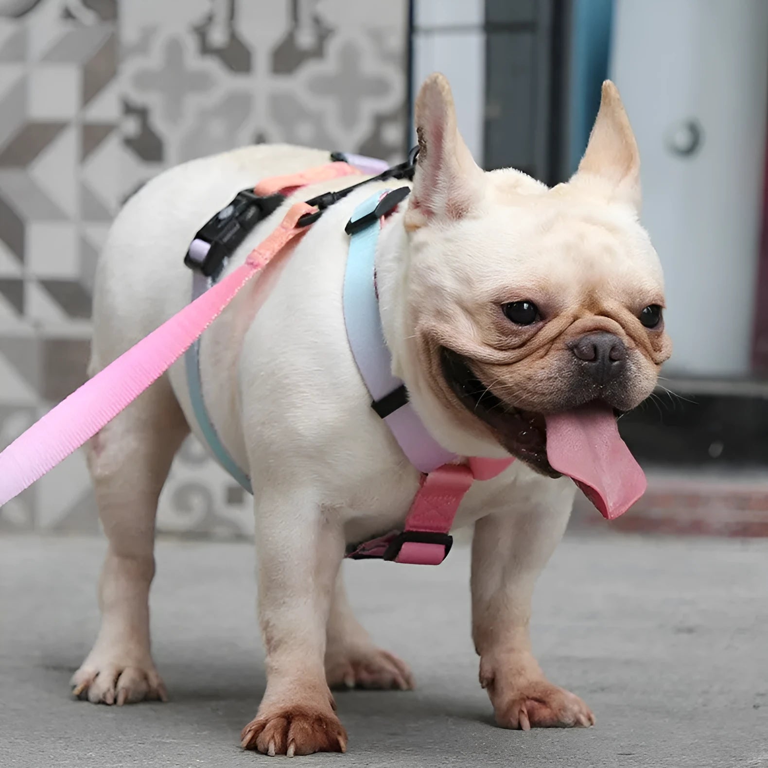 Gradient colour dog harness chest strap in purple, made from polyester fabric.