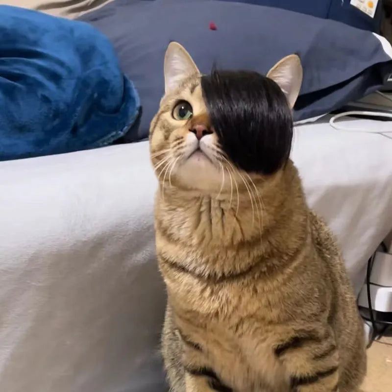 Black imitation braid cat wig with fox tail style design for pet dressing up