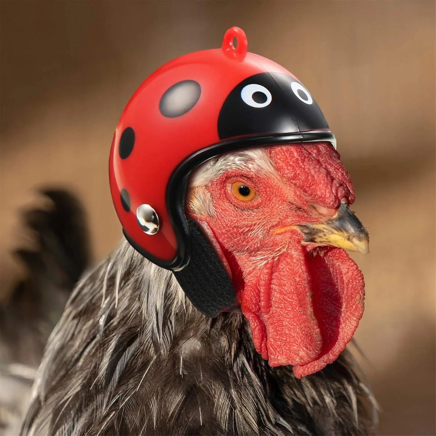 Small hard plastic helmet for chicken or bird with elastic straps and sponge lining.