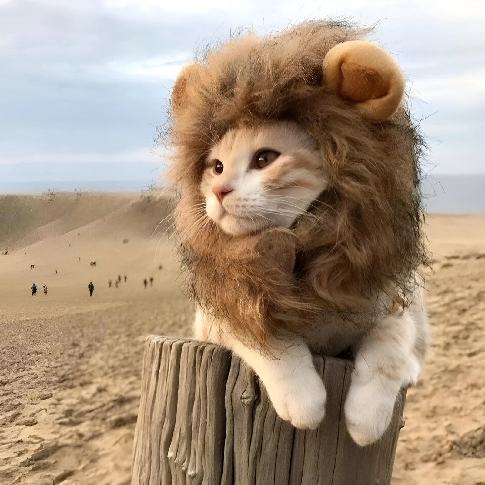 Lion mane wig accessory for cats and small dogs with plush ears and adjustable elastic band