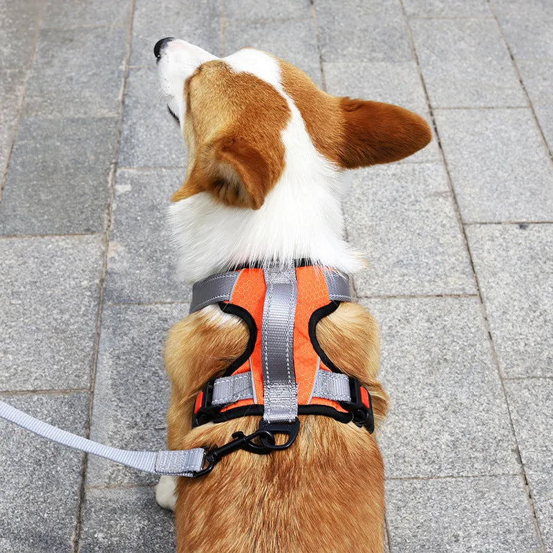 Orange polyester dog harness chest strap with hand holding rope, shown on a medium-sized dog.